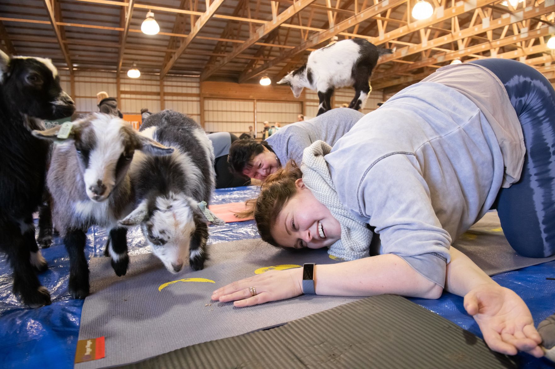 Baby goat yoga at Longmeadow Rescue Ranch